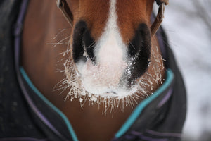 Is a rug the only way to stop your horse from feeling the cold?